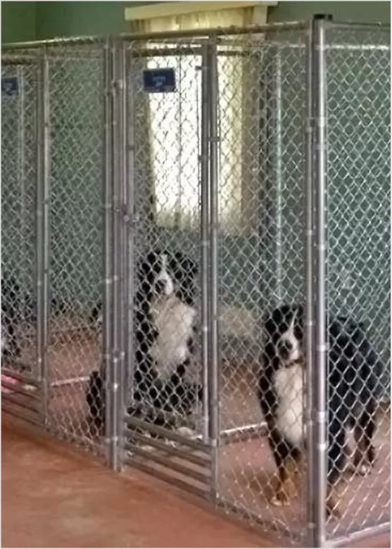 Dog Kennel Mansory Image