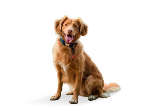 Dog Kennels