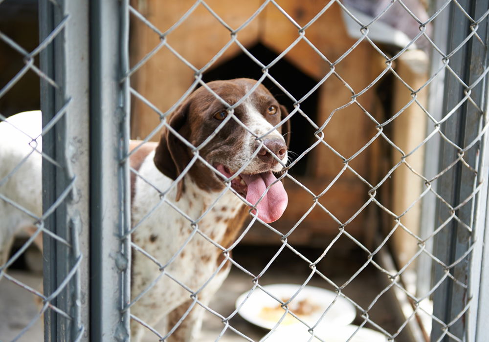 Dog kennel